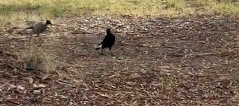 magpies